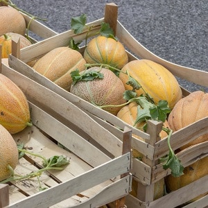 Where and how to preserve melon until the New Year at home