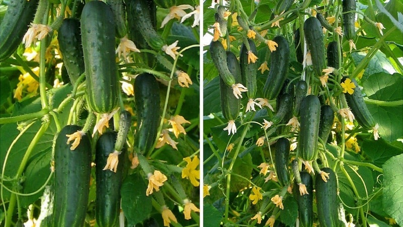 Cucumber hybrid Beam splendor F1: growing gherkins in a greenhouse, open ground and on a windowsill
