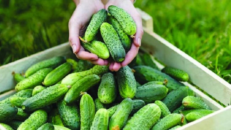 Cucumber hybrid Beam splendor F1: growing gherkins in a greenhouse, open ground and on a windowsill