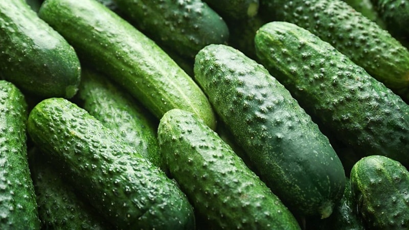 Hybrid cucumbers Paratunka with excellent germination and rich harvest