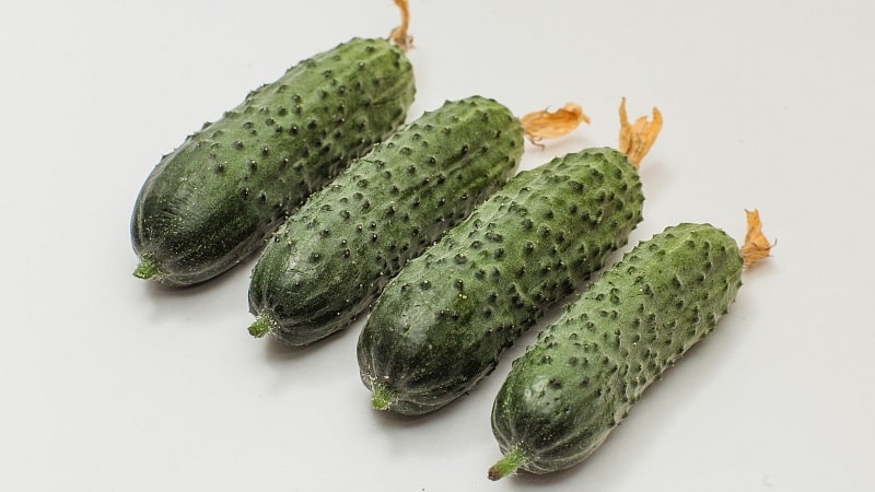 Hybrid cucumbers Paratunka with excellent germination and rich harvest