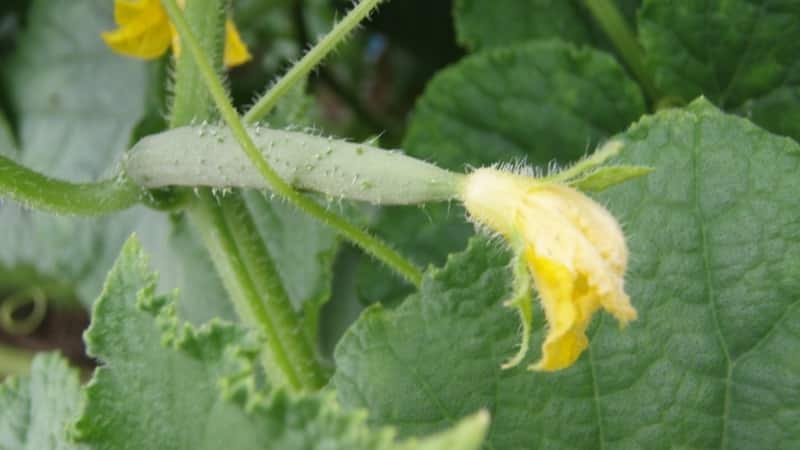 The main reasons why the ovary does not grow on cucumbers