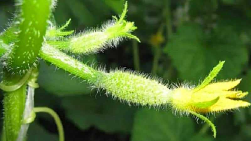 The main reasons why the ovary does not grow on cucumbers