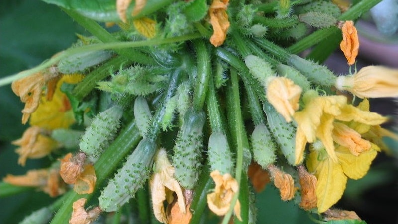 The main reasons why the ovary does not grow on cucumbers