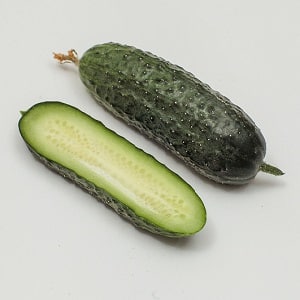Dutch cucumber Director with long shelf life and stable yield
