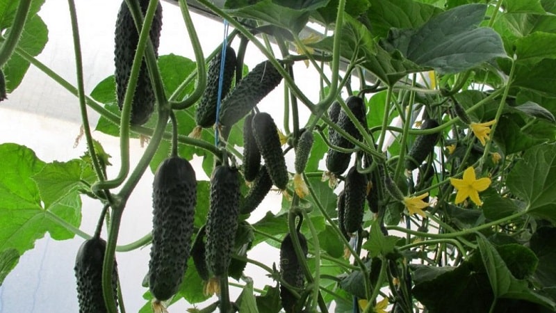 Dutch cucumber Director with long shelf life and stable yield