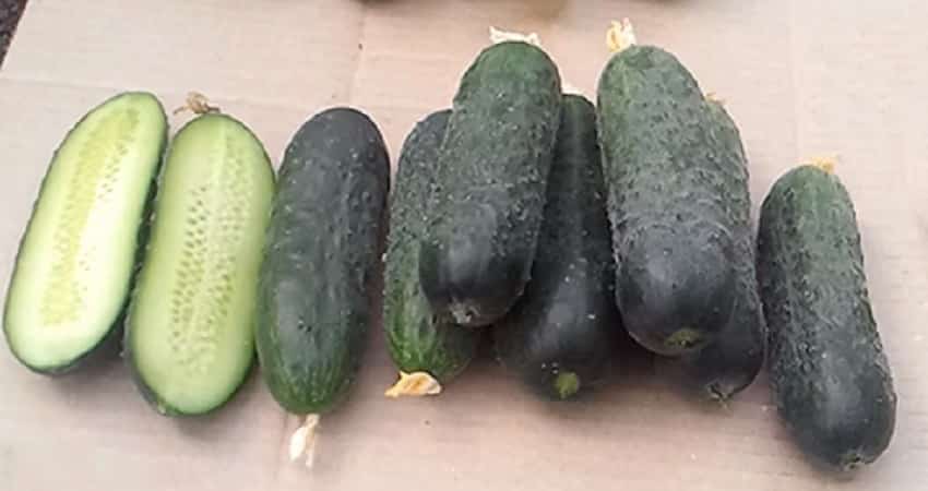 Dutch cucumber Director with long shelf life and stable yield