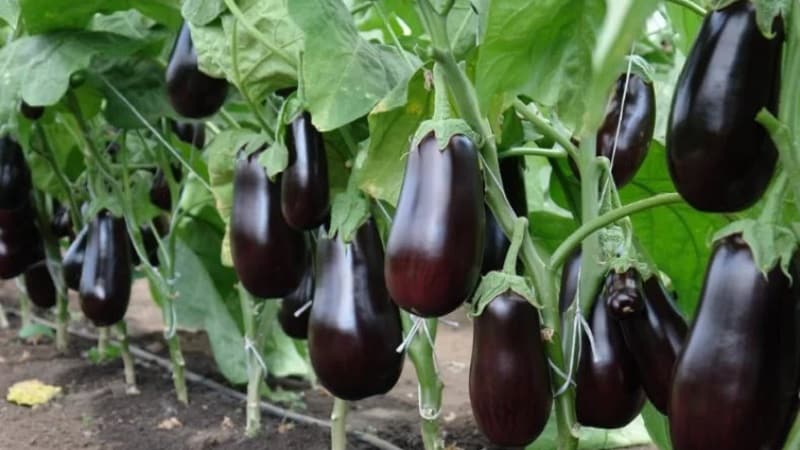 Instructions for growing eggplants from A to Z