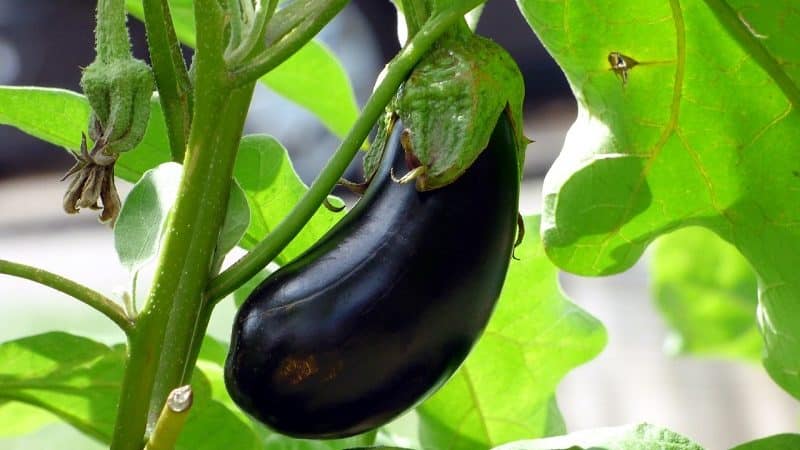 Instructions for growing eggplants from A to Z