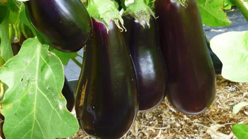 Instructions for growing eggplants from A to Z