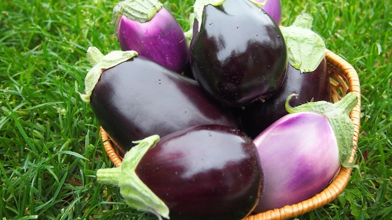 Instructions for growing eggplants from A to Z