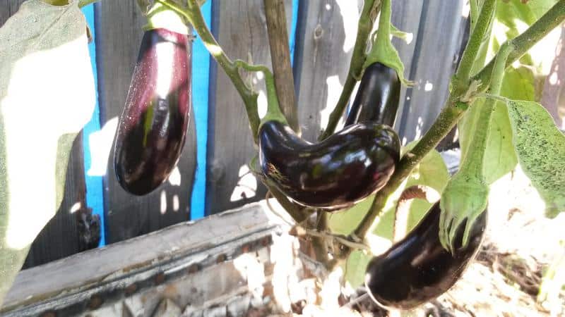 Instructions for growing eggplants from A to Z