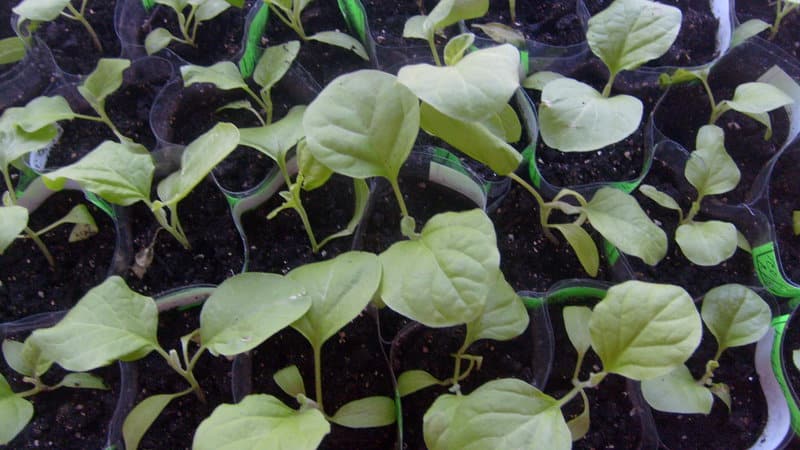 Instructions for growing eggplants from A to Z