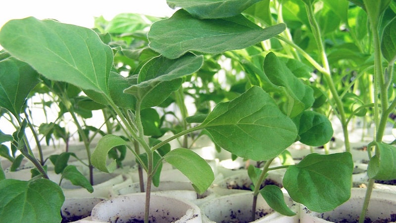 Instructions for growing eggplants from A to Z