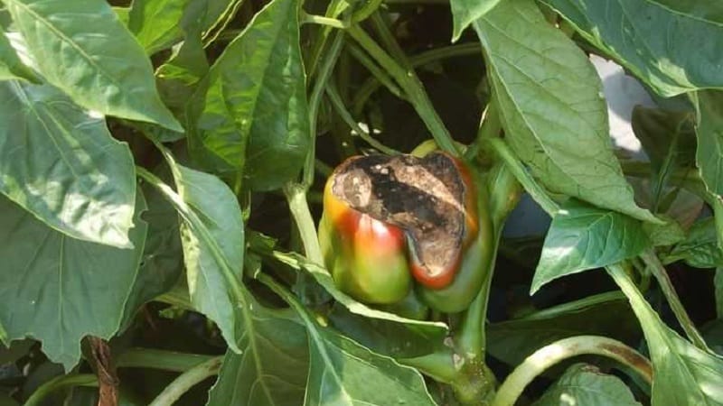 How to deal with rot on pepper bushes: advice from experienced gardeners