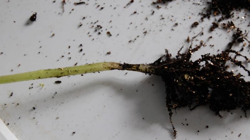 How to deal with rot on pepper bushes: advice from experienced gardeners