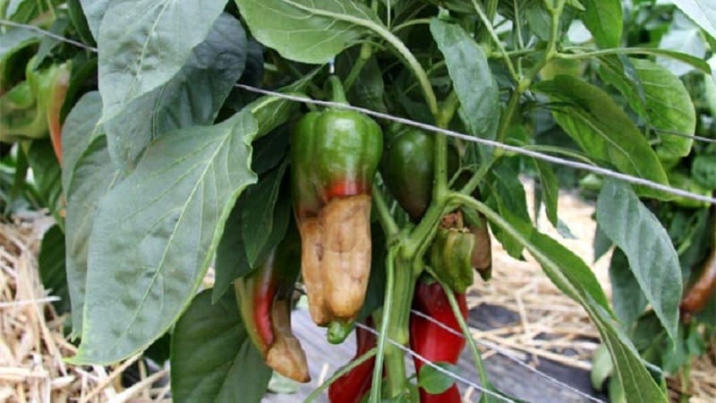 How to deal with rot on pepper bushes: advice from experienced gardeners
