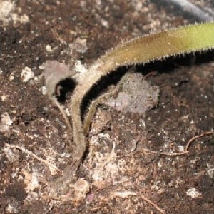 How to deal with rot on pepper bushes: advice from experienced gardeners