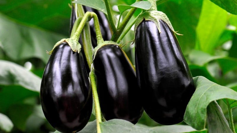 How often to water eggplants: instructions for beginner gardeners
