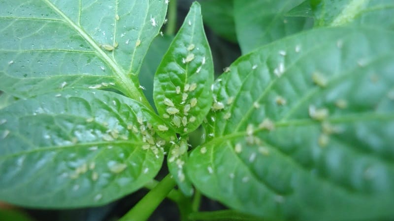 How to effectively control aphids on peppers without harming the crop