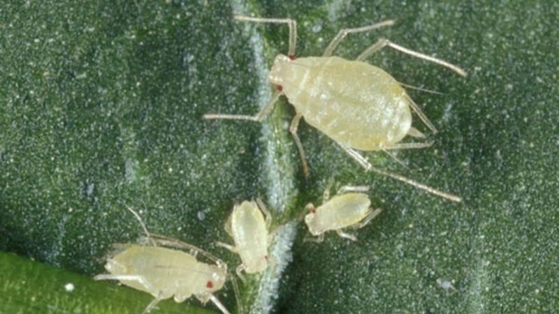 How to effectively control aphids on peppers without harming the crop