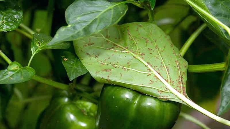 How to effectively control aphids on peppers without harming the crop