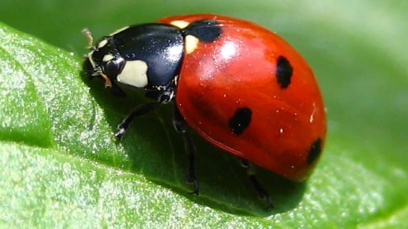 How to effectively control aphids on peppers without harming the crop