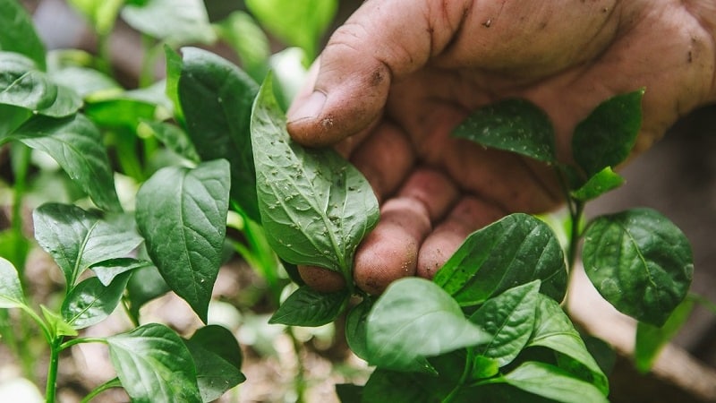 How to effectively control aphids on peppers without harming the crop