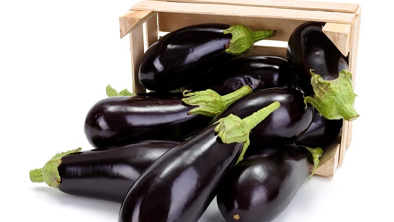 How to properly store eggplants at home until winter