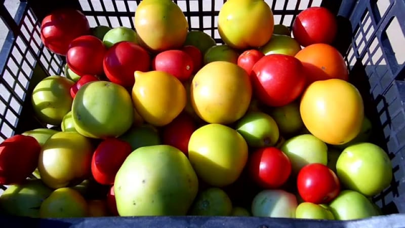 How to store tomatoes so that they turn red: we accelerate ripening and keep the vegetable fresh for a long time