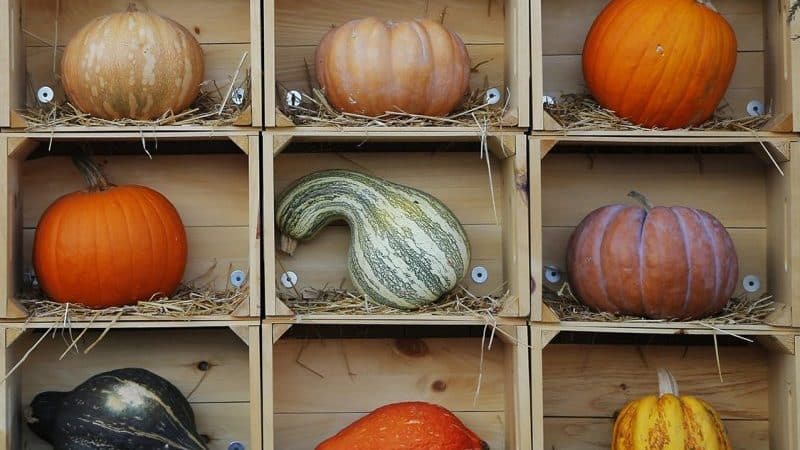 How to store pumpkin in the cellar for the winter: create favorable conditions to avoid spoilage of the vegetable