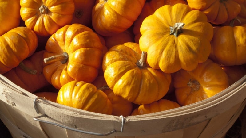 How to store pumpkin in the cellar for the winter: create favorable conditions to avoid spoilage of the vegetable