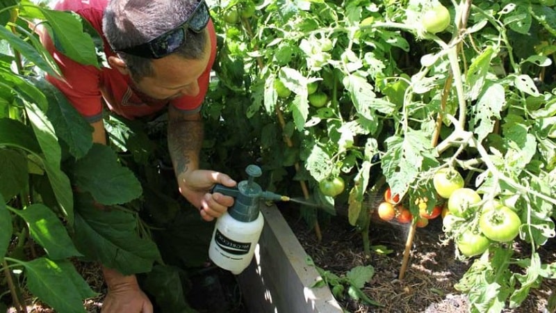 How and with what to treat tomatoes against late blight in open ground: top best products and rules for spraying tomatoes