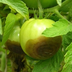 How and with what to treat tomatoes against late blight in open ground: top best products and rules for spraying tomatoes