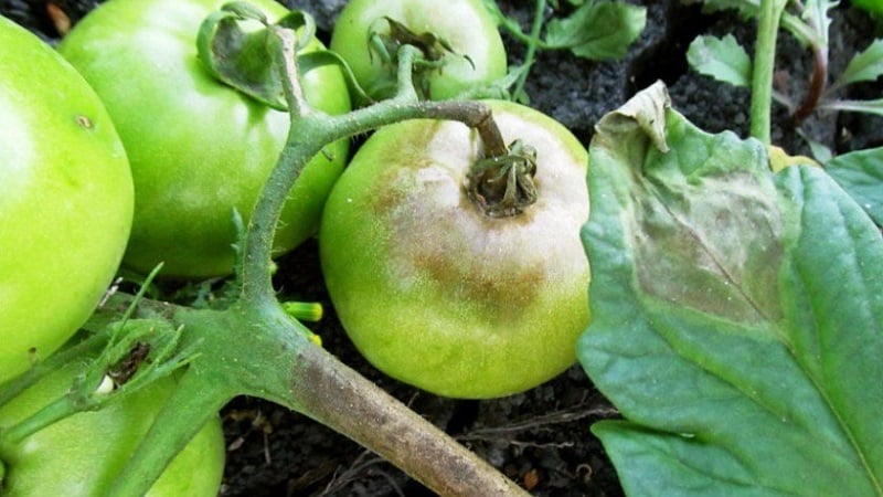 How and with what to treat tomatoes against late blight in open ground: top best products and rules for spraying tomatoes