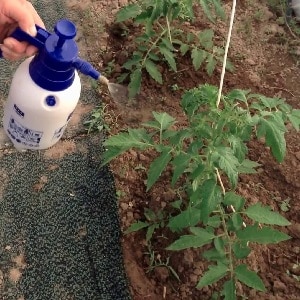 How and with what to treat tomatoes against late blight in open ground: top best products and rules for spraying tomatoes
