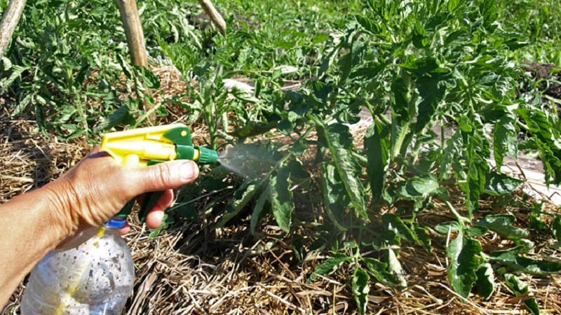 How and with what to treat tomatoes against late blight in open ground: top best products and rules for spraying tomatoes