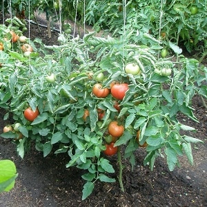 How and with what to treat tomatoes against late blight in open ground: top best products and rules for spraying tomatoes