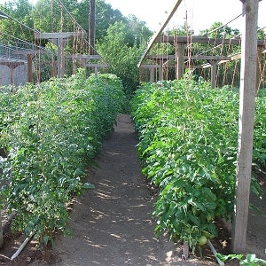 How and with what to treat tomatoes against late blight in open ground: top best products and rules for spraying tomatoes