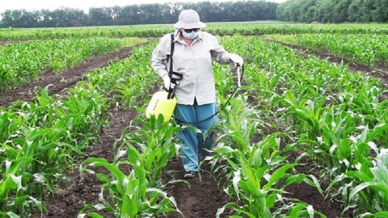 How and what to feed corn: the best compositions and rules for their application to obtain a rich harvest