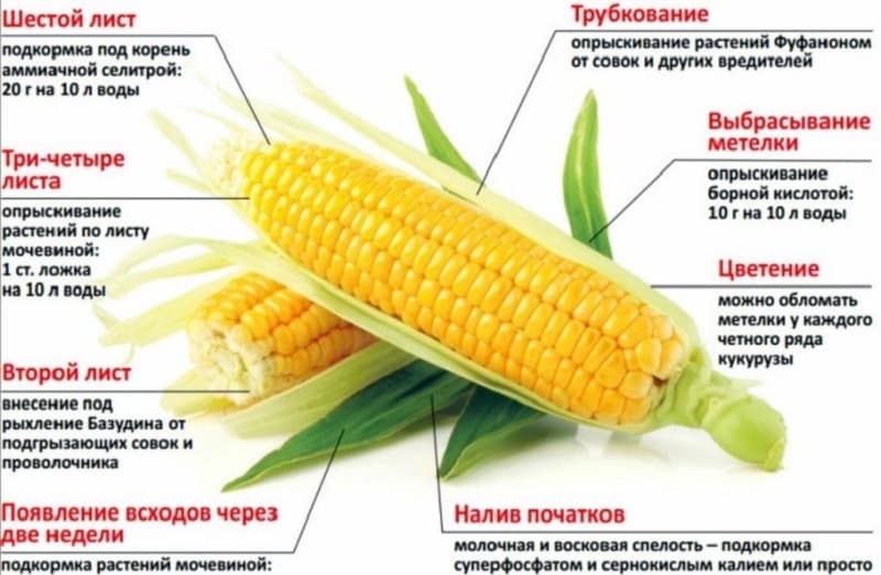 How and what to feed corn: the best compositions and rules for their application to obtain a rich harvest