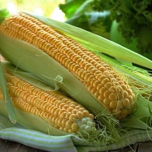 How and what to feed corn: the best compositions and rules for their application to obtain a rich harvest