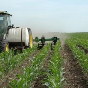 How and what to feed corn: the best compositions and rules for their application to obtain a rich harvest