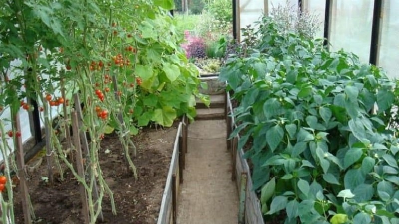 How, when and what to feed pepper and tomato seedlings to get a rich harvest
