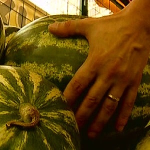 How to determine whether a watermelon is a girl or a boy, and choose a sweet, ripe fruit