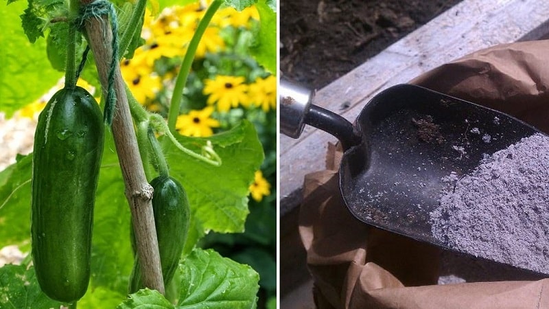 How to feed cucumbers with ash in open ground and greenhouses, and what this will give to the future harvest