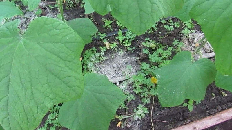 How to feed cucumbers with ash in open ground and greenhouses, and what this will give to the future harvest