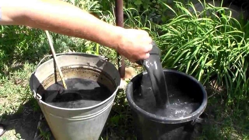 How to feed cucumbers with ash in open ground and greenhouses, and what this will give to the future harvest