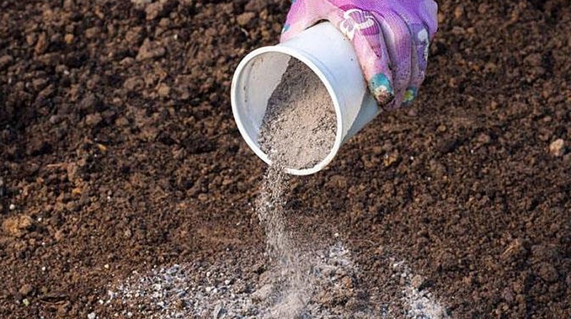 How to feed cucumbers with ash in open ground and greenhouses, and what this will give to the future harvest