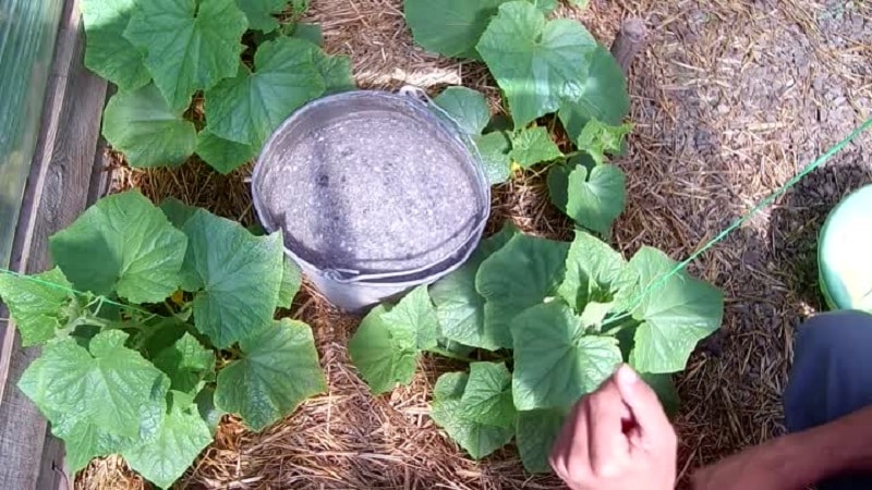 How to feed cucumbers with ash in open ground and greenhouses, and what this will give to the future harvest